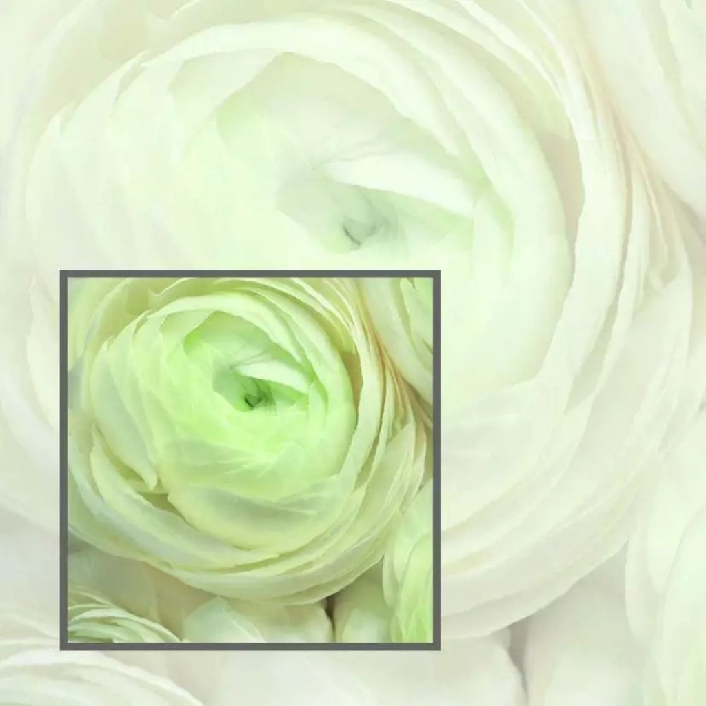 Cadeaukaartje – blanco – witte roos