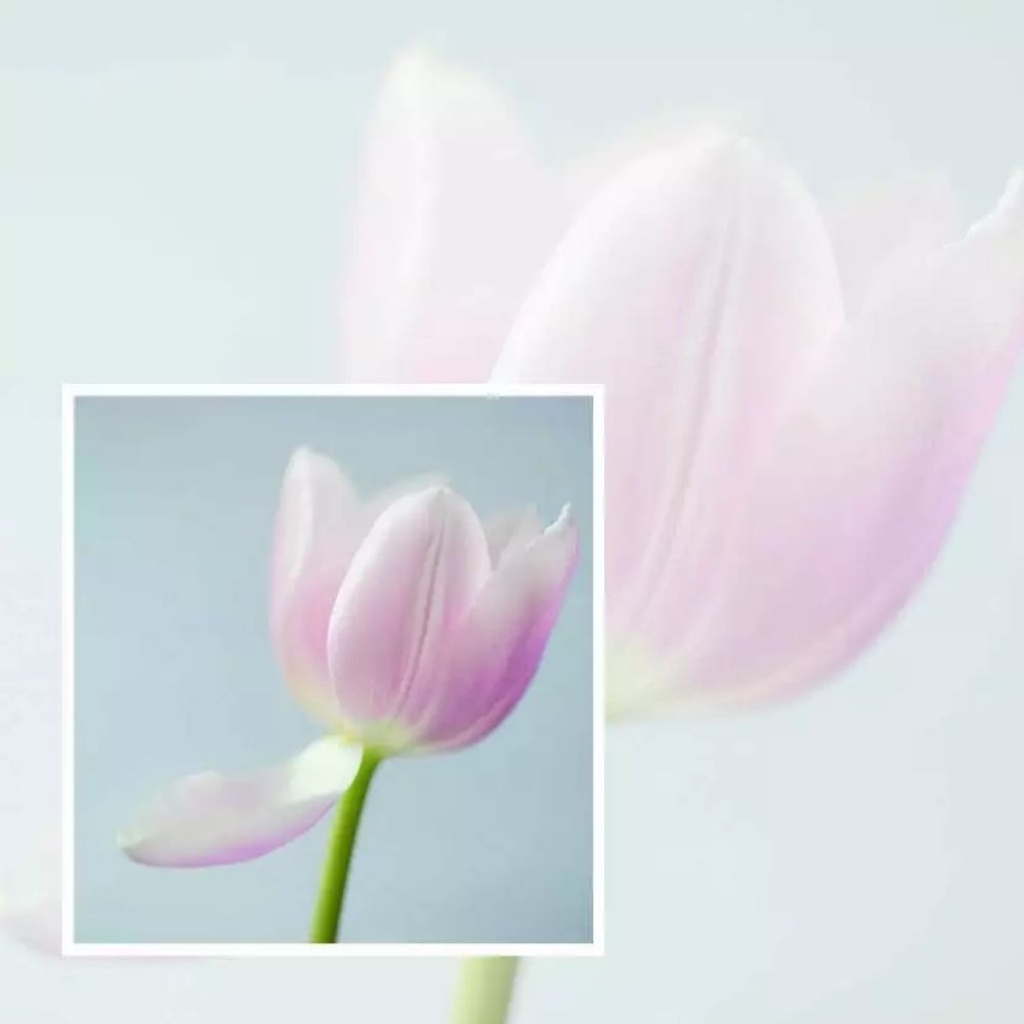 Cadeaukaartje – blanco – tulp