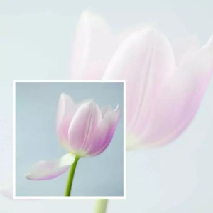 Cadeaukaartje – blanco – tulp